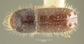 Media type: image;   Entomology 1002 Aspect: habitus dorsal view